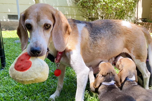 End Envigo End Envigo